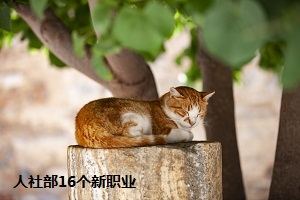 專升本應(yīng)該選什么專業(yè)?這16個新職業(yè)你了解嗎?