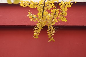 2020年擴招，對于想報考教師資格證的專升本考生有何好處？(圖2)